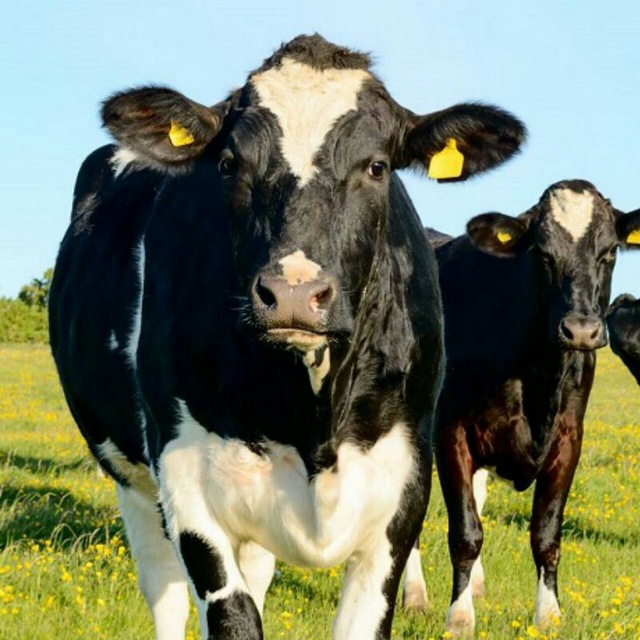 Озгон Малбазар