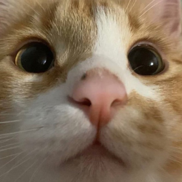 kisss