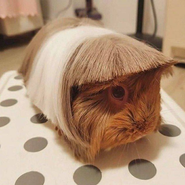 хорнизвезд ?
