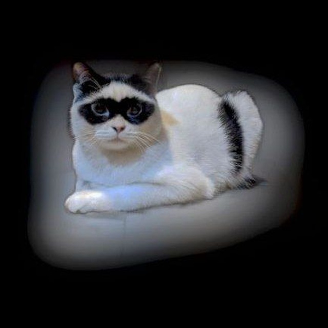 Кот