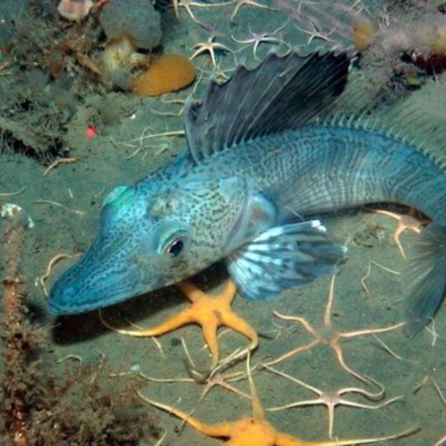 Записки галковскомана