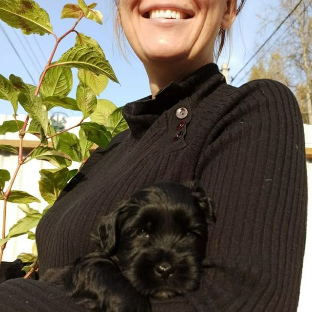 Тибетский терьер, щенки(puppies) Goldie Anshula❤️