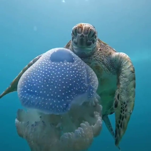 Предатели Родины