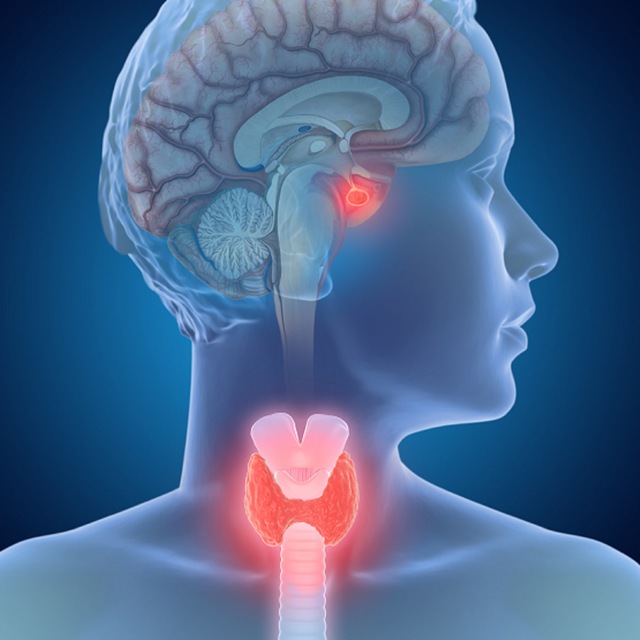 Эндокринология