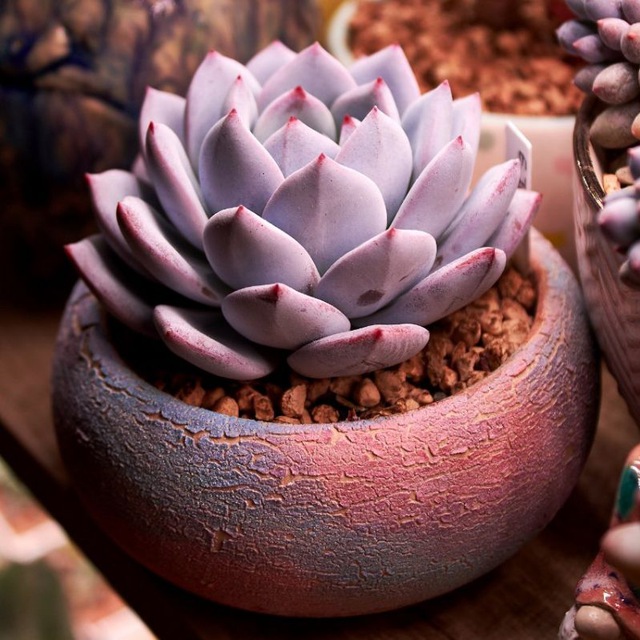 Endeva_succulents