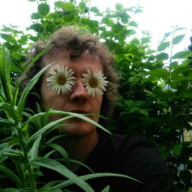 кабачок грибовский 37 растение. красивый кабачок. кабачок тертишного. кабачок тертишного. цукини зеленый.