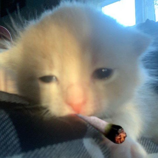 Кот с сигаретой