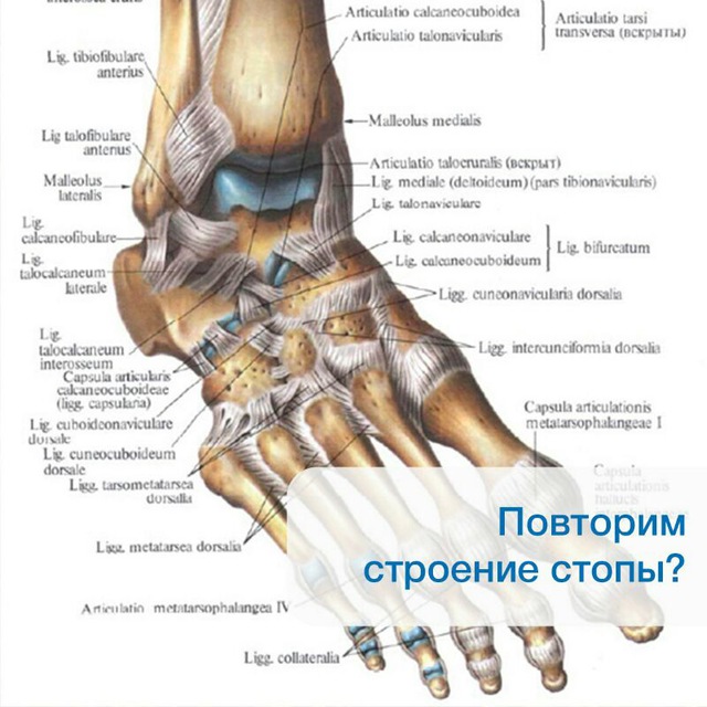 Кости предплюсны стопы анатомия. Кости голеностопного сустава анатомия. Голеностопный сустав с плюсной. Связки и суставы стопы тыльная поверхность.