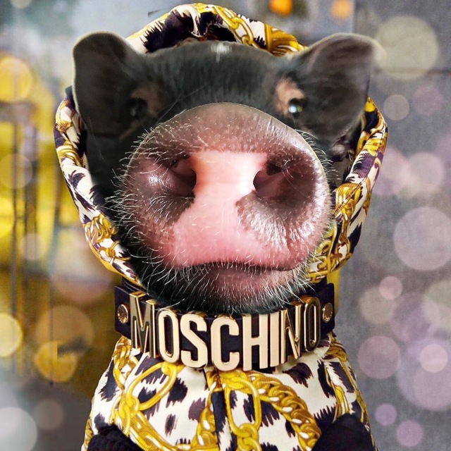 Pashtet piglet