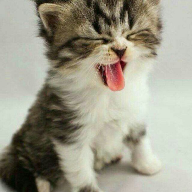 Ayol mushuk rasmlar va videolar