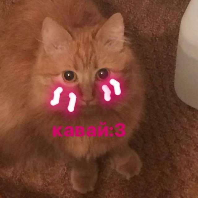Тик Токи от Поли