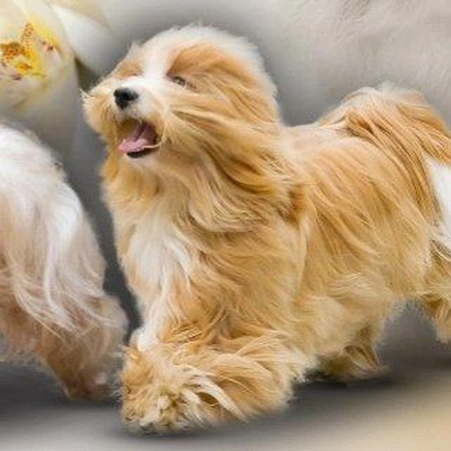 Питомник собак породы Хаванез. Предлагаем к покупике Щенков всех окрасов