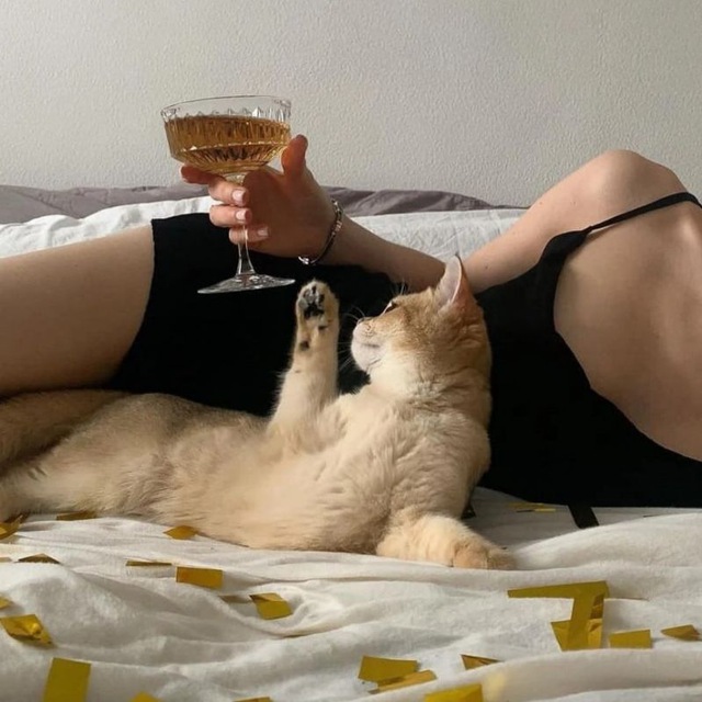 Кот блядун и его кошечка