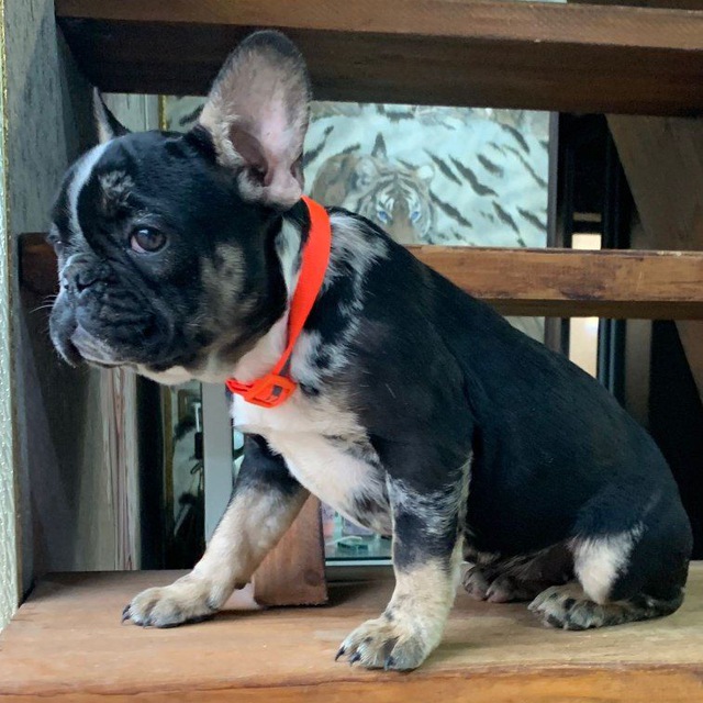 French buldogs kennel Питомник Французских бульдогов