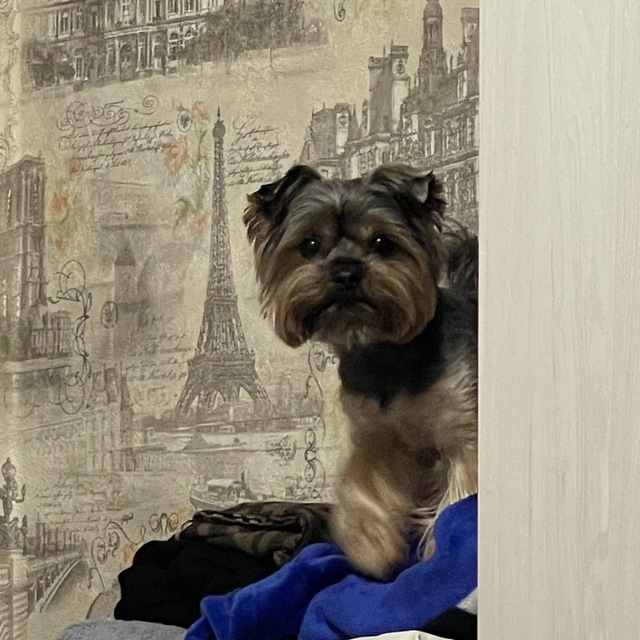 Моя счастливая собака. My...