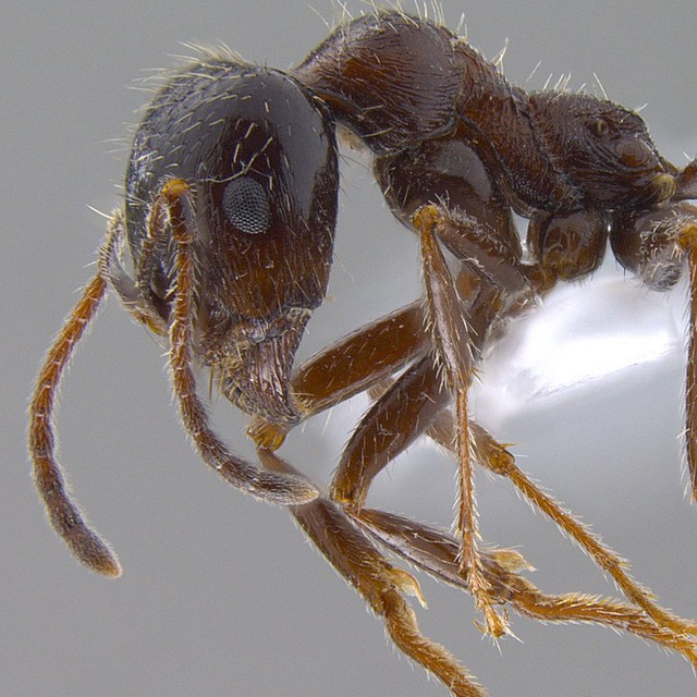 Муравьи с ЮЗ